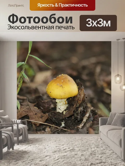 Фотообои Желтый гриб Amanita