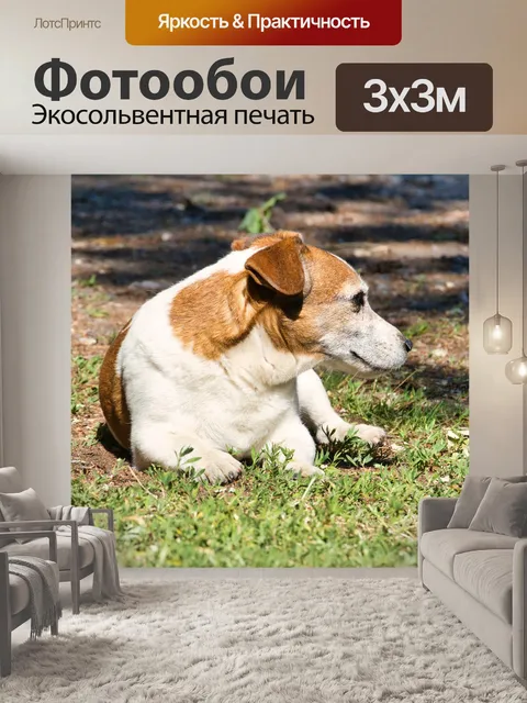 Фотообои Джек рассел