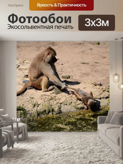 Фотообои Обезьяны, бабуины установлен 2,12