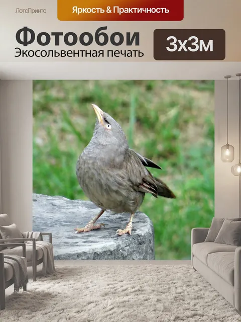 Фотообои Болтун из джунглей
