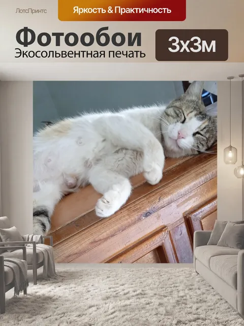 Фотообои Кот спящий кот