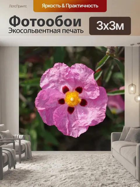 Фотообои Эглантин, цветок шиповника