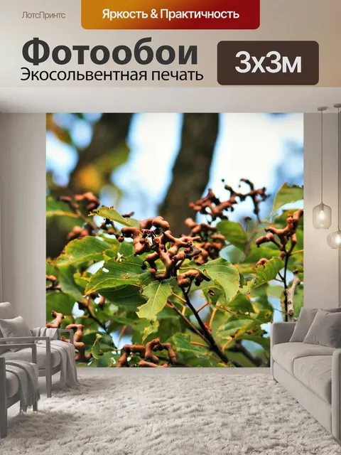 Фотообои Японский изюм дерево