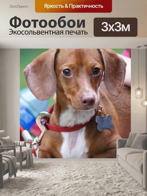 Фотообои Такса