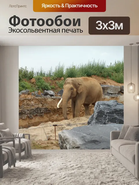Фотообои Слон
