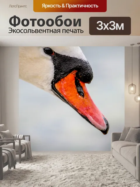 Фотообои Лебедь