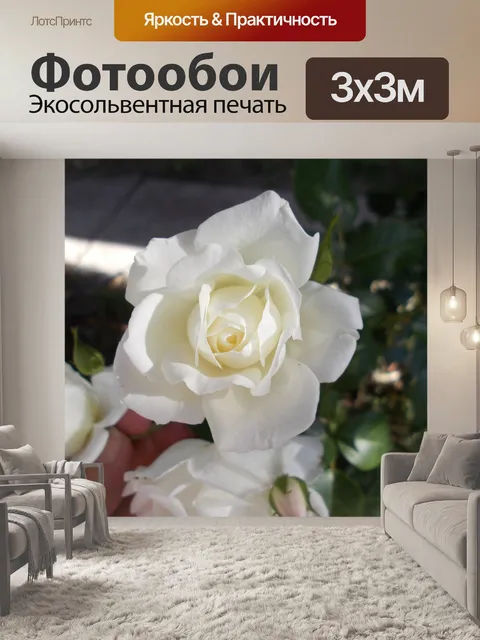 Фотообои белая роза