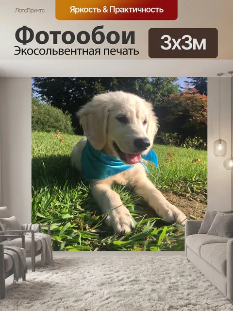 Фотообои Собака