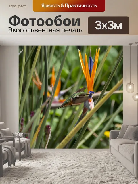Фотообои колибри