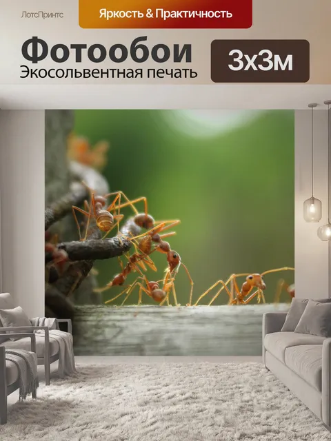 Фотообои Муравей