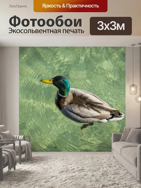 Фотообои Утка