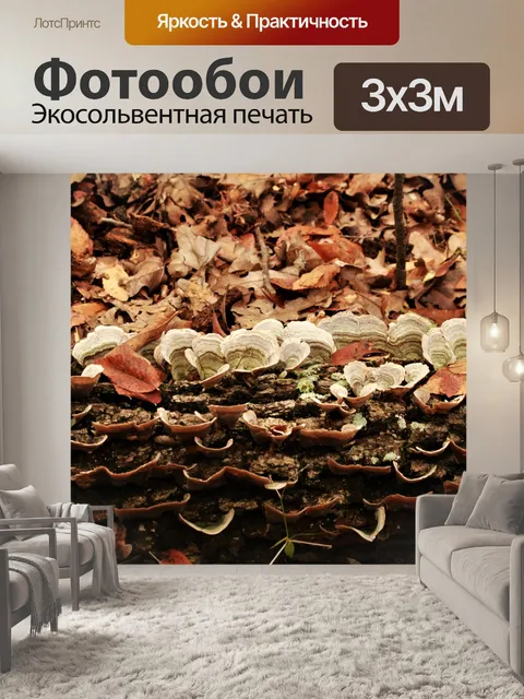 Фотообои Грибок индейки на хвосте