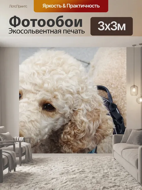 Фотообои Пудель
