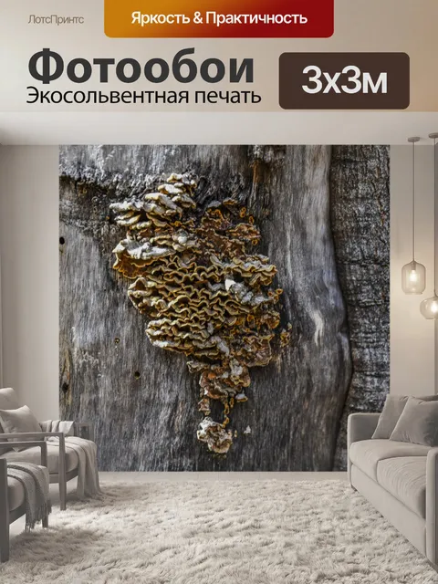 Фотообои Фон текстуры дерева Fungus