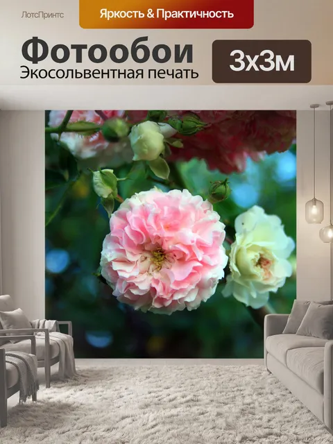 Фотообои Розовая роза цветущие