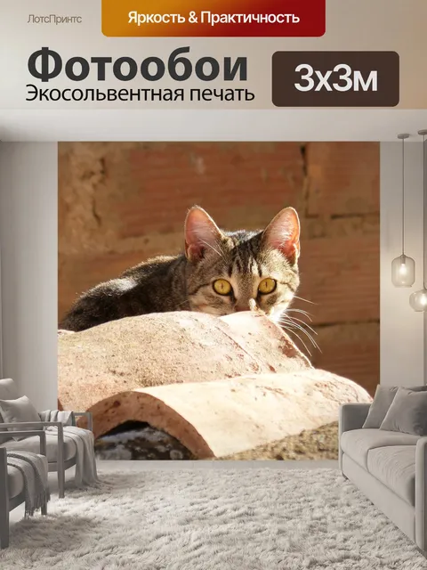 Фотообои Кот