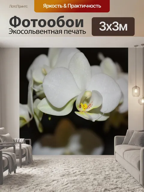 Фотообои Белая орхидея.