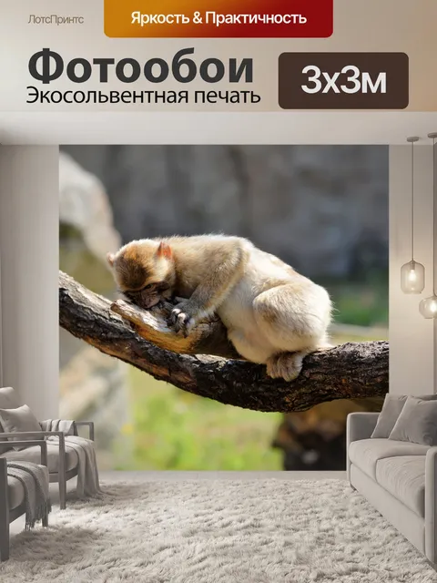 Фотообои Берберские обезьяны