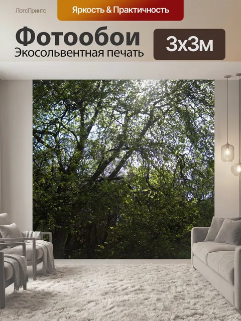 Фотообои яркое утреннее солнце над высокими дерев