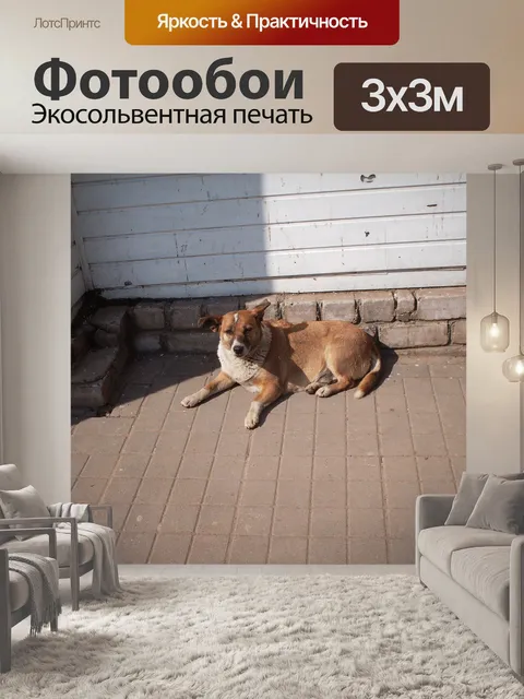 Фотообои Бездомная собака лежит у стены