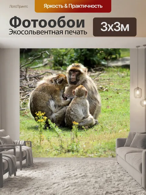 Фотообои Берберские обезьяны