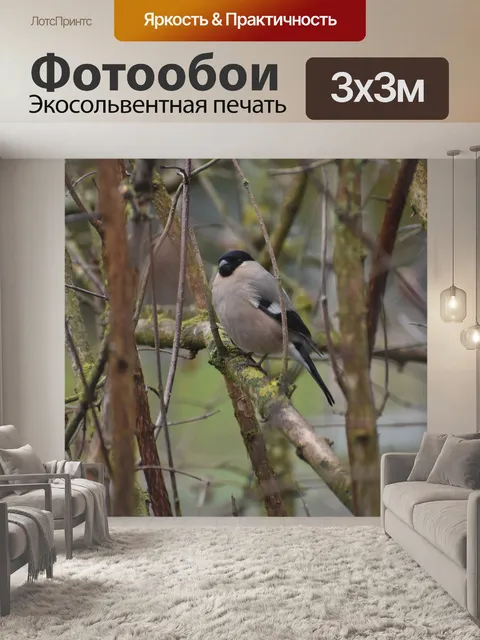 Фотообои Птицы