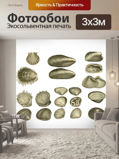 Фотообои Ракушки Морская Ракушка Клипарт Винтаж