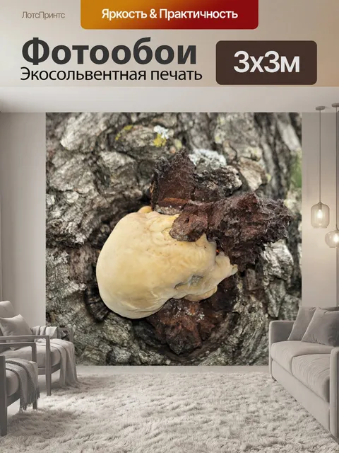 Фотообои Белые грибы, растущие на дереве