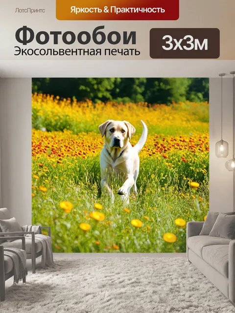 Фотообои лабрадор, пробирающийся сквозь высокую траву на цветочном лугу, выглядывает из-за ярких цветков