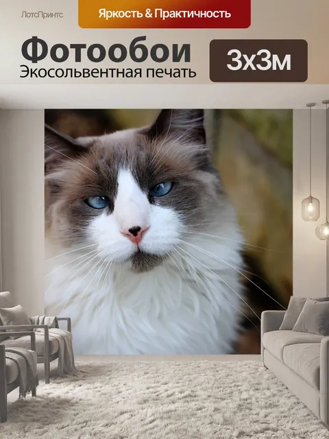 Фотообои Cross Eyed Cat