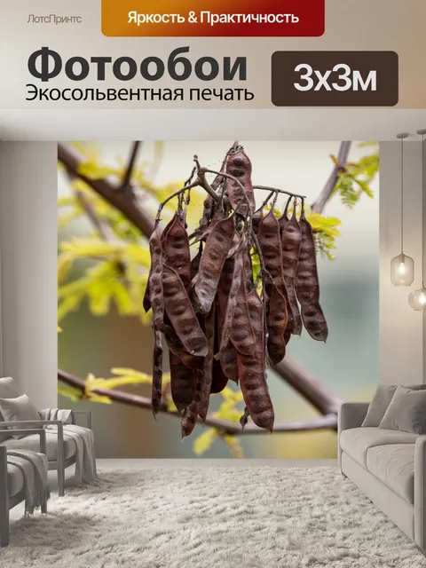 Фотообои семенные коробочки