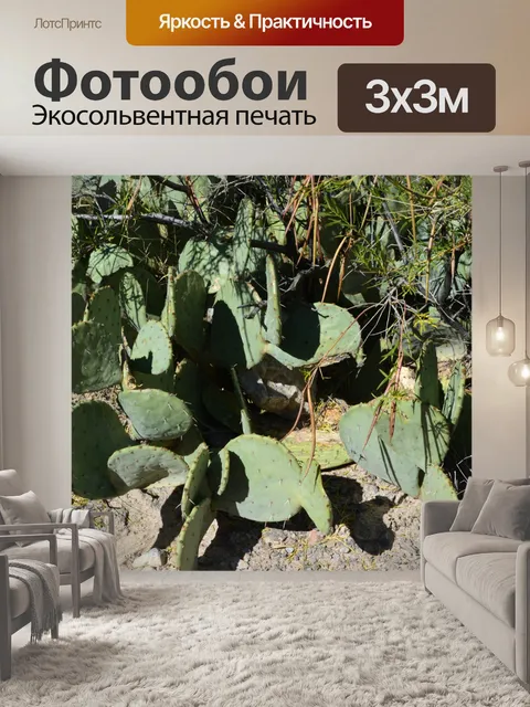 Фотообои Кактус из пустынных растений Техасский п