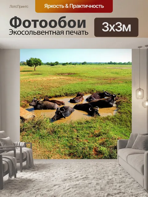 Фотообои Буйволы