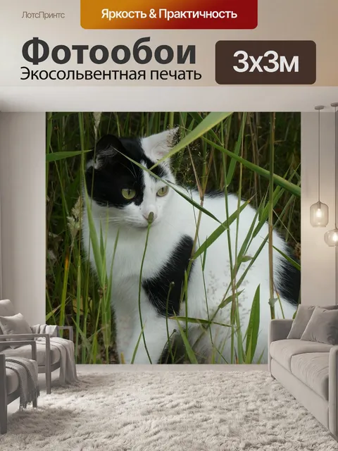 Фотообои Кот