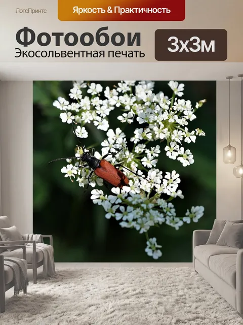 Фотообои Красный жук