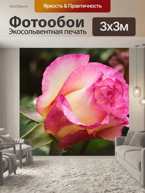 Фотообои Pink rose