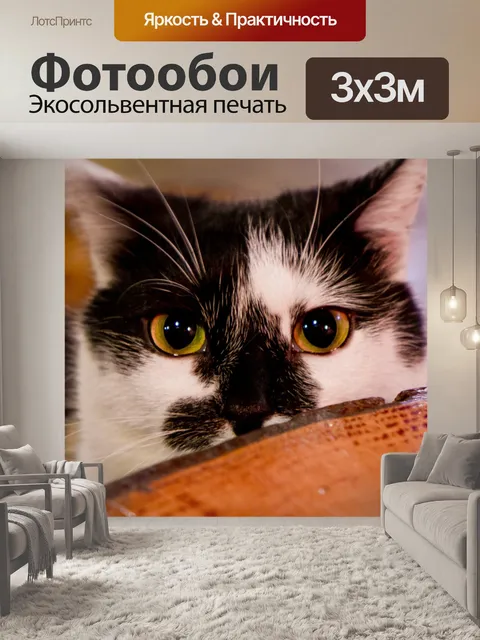 Фотообои Кошка