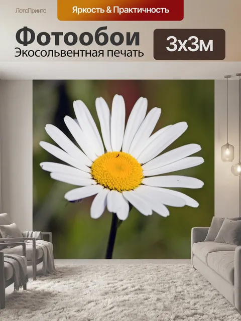 Фотообои Белый цветок ромашка