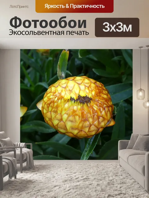 Фотообои Закрытое бессмертника