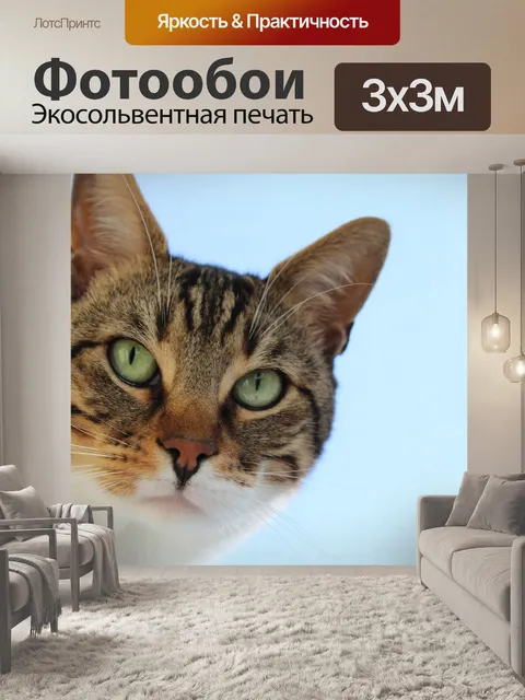 Фотообои Cat