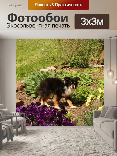 Фотообои Мини Австралийская овчарка в парке