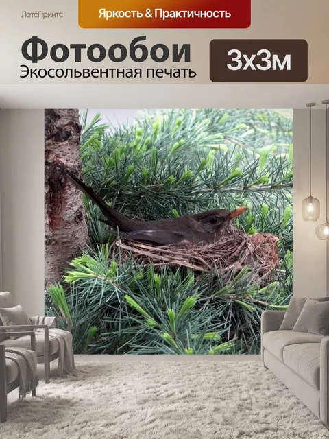 Фотообои Черный дрозд