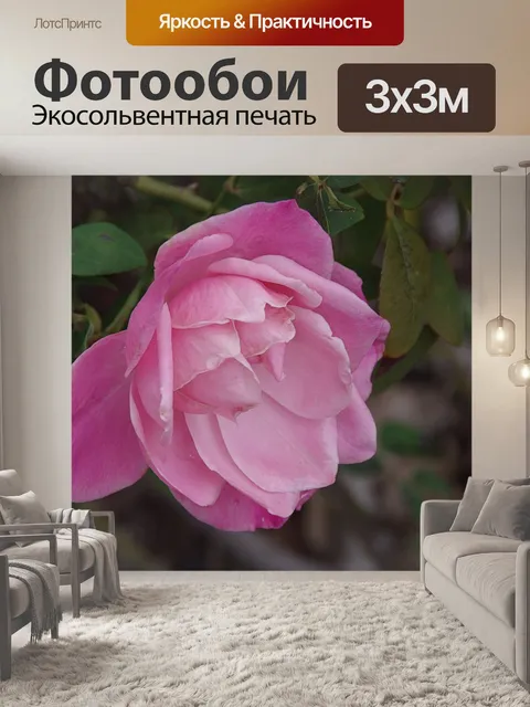 Фотообои Нежная розовая роза