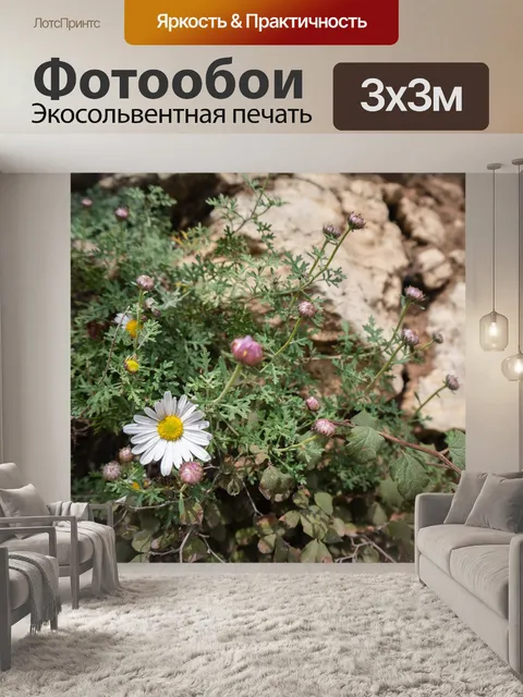 Фотообои Хризантема тайхан