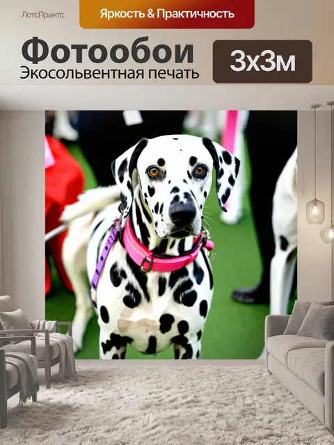 Фотообои далматинец, в компании других собак, на выставке, яркие ошейники и аксессуары, дружелюбная атмосфера