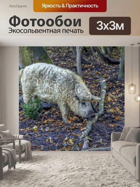 Фотообои Кудрявая свинья
