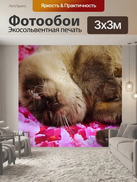 Фотообои Британская короткошерстная кошка