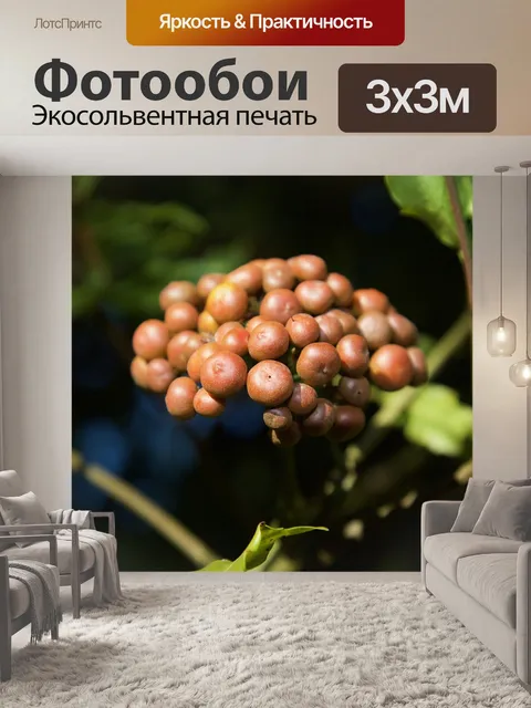 Фотообои Экзотический фрукт