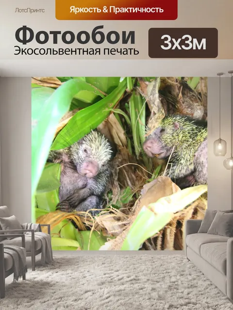 Фотообои Детский дикобраз