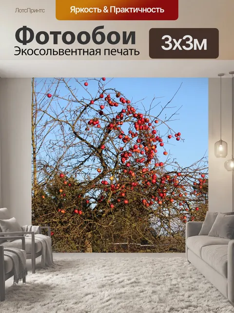 Фотообои Яблоки